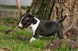 BULL TERRIER MINIATURE 288